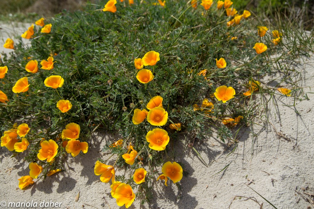 untitled-23pebble beach