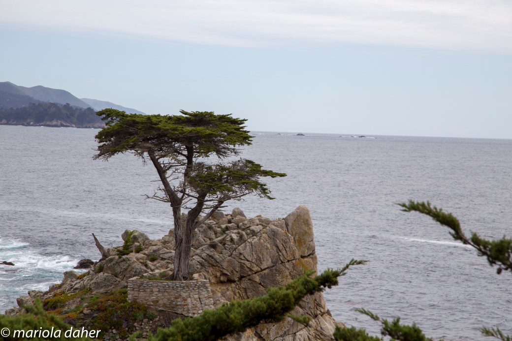 pebble beach-6