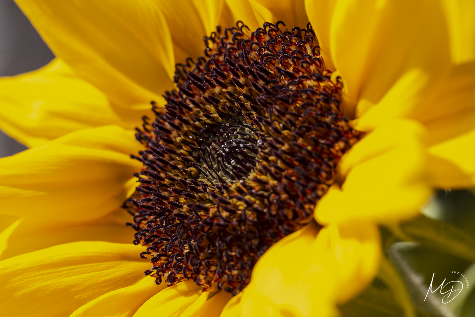 sunflower closeup
