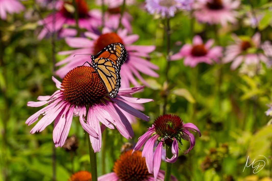 5CDBBE06-BD76-4117-A127-F035CA063D19